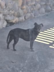 Found/Stray Unknown Dog last seen Saw him roaming at Savant Drive, going to Benevolent Way, Foothill Farms, CA 95842