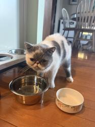 Reunited Female Cat last seen Pleasant valley neighborhood, Chantilly, VA 20151
