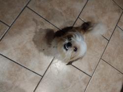 Found/Stray Male Dog last seen Roaming on Lake Forest Blvd between Bundy Rd and Read Blvd, New Orleans, LA 70127