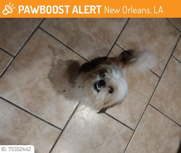 Found/Stray Male Dog last seen Roaming on Lake Forest Blvd between Bundy Rd and Read Blvd, New Orleans, LA 70127