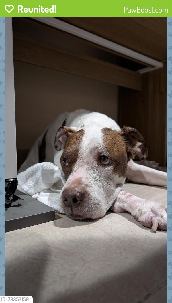Reunited Male Dog last seen SW 33 drive, West Park, FL 33023