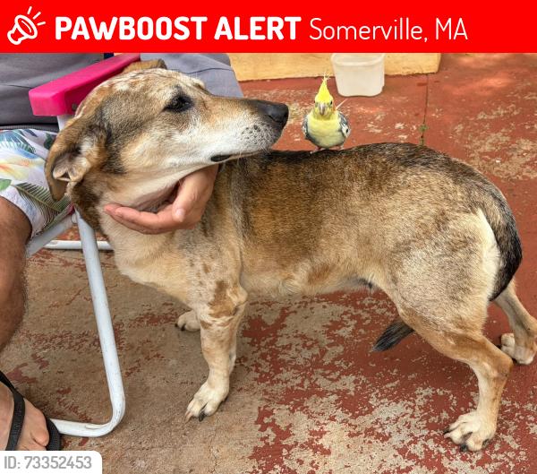 Lost Female Dog last seen Posto BR Bela Vista, Somerville, MA 02145