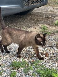 Reunited Male Cat last seen 60th and Whitneyville, Alto, MI 49302