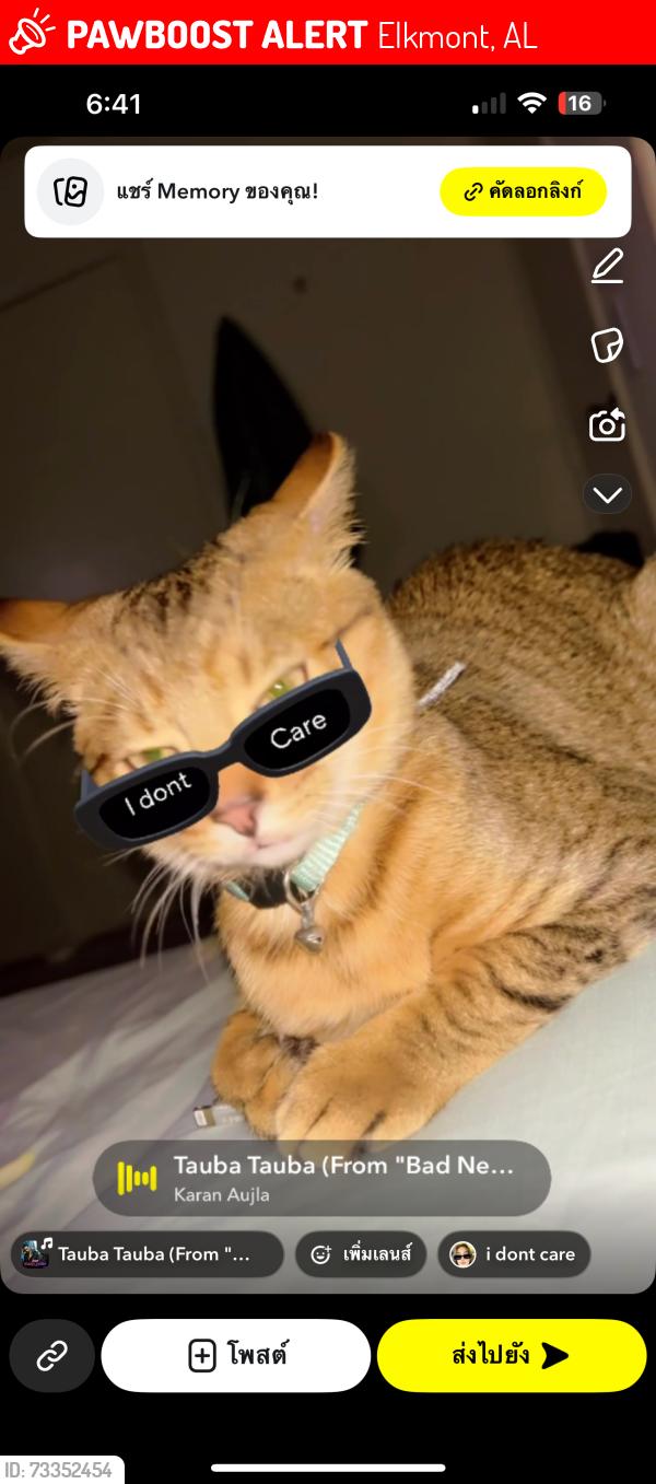 Lost Male Cat last seen : Nearest Cross Streets, Landmark, or Location: Tennessee–Alabama State Line / I-65 near Tennessee Welcome Center, Elkmont, AL 35620