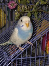 Lost Female Bird last seen Beaumont ave, Burlington, NC 27217