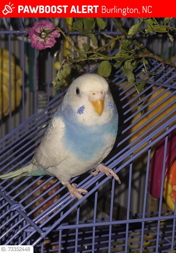 Lost Female Bird last seen Beaumont ave, Burlington, NC 27217