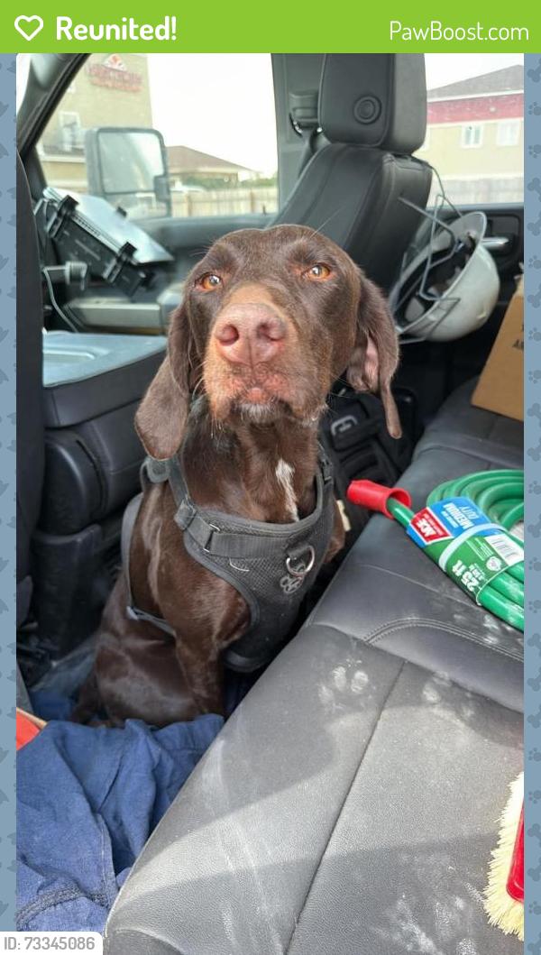 Reunited Female Dog last seen Found between 1788 & hwy 349, Odessa, TX 79761