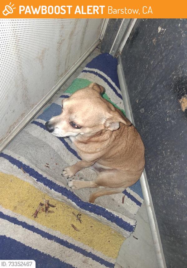Found/Stray Male Dog last seen apmts, Barstow, CA 92311