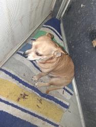 Found/Stray Male Dog last seen apmts, Barstow, CA 92311