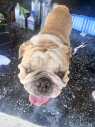 Reunited Male Dog last seen Near, Forney, TX 75126