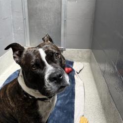 Shelter Stray Male Dog last seen WASHINGTON PARK ON WESTLINE DR., 1590 Fortmann Way, Alameda, CA 94501, USA