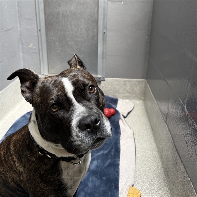 Shelter Stray Male Dog last seen WASHINGTON PARK ON WESTLINE DR., 1590 Fortmann Way, Alameda, CA 94501, USA