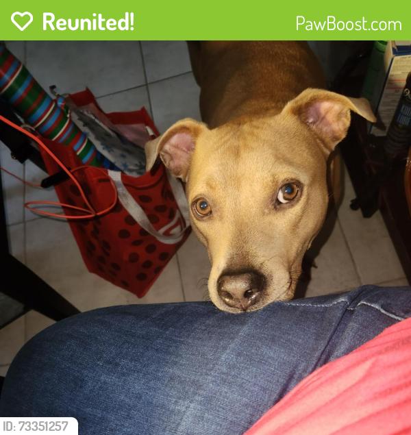 Reunited Male Dog last seen Royal Palm and Coral ridge area, Coral Springs, FL 33065