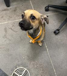Shelter Stray Male Dog last seen VAN BUREN ST AND 7TH ST, 1920 S Lewis, Mesa, AZ 85210, USA