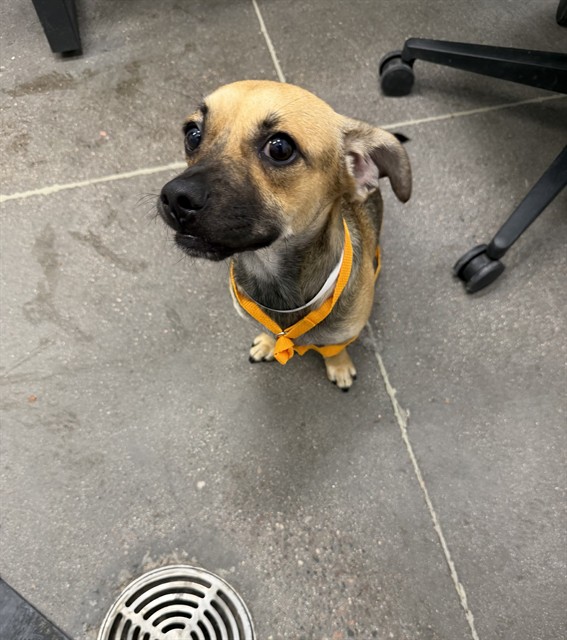 Shelter Stray Male Dog last seen VAN BUREN ST AND 7TH ST, 1920 S Lewis, Mesa, AZ 85210, USA