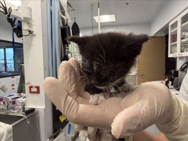 Shelter Stray Female Cat last seen , 100 Caja Del Rio Rd, Santa Fe, NM 87507, USA