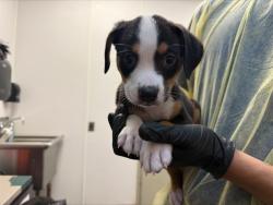 Shelter Stray Male Dog last seen , 4000 N Silverbell Rd, Tucson, AZ 85745, USA