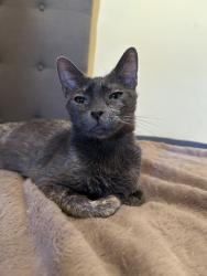 Shelter Stray Female Cat last seen Near BLOCK NATIONAL AVE, MECCA CA 92254, 72050 Pet Land Pl, Thousand Palms, CA 92276, USA