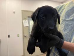 Shelter Stray Female Dog last seen , 4000 N Silverbell Rd, Tucson, AZ 85745, USA