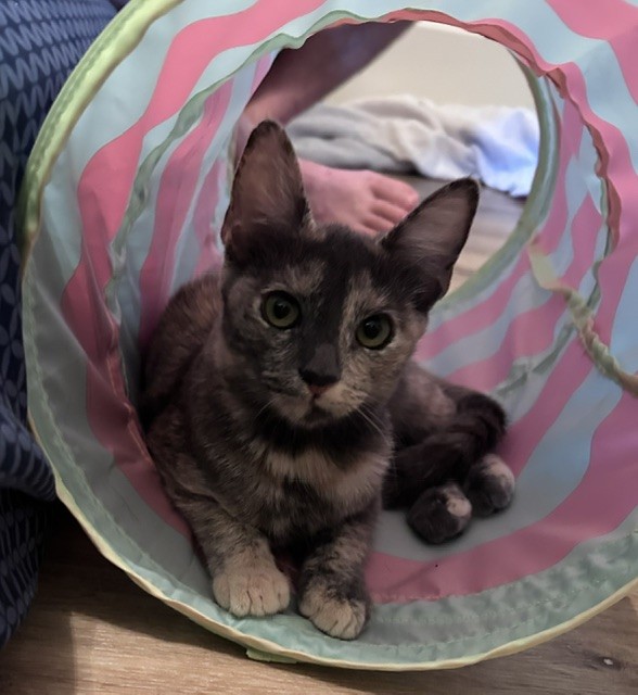 Shelter Stray Female Cat last seen Near BLOCK NATIONAL AVE, MECCA CA 92254, 72050 Pet Land Pl, Thousand Palms, CA 92276, USA