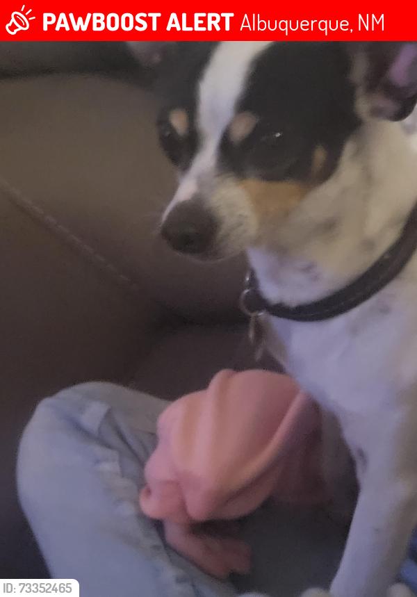 Lost Male Dog last seen Mary ellen near eubank and Comanche, Albuquerque, NM 87111