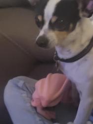 Lost Male Dog last seen Mary ellen near eubank and Comanche, Albuquerque, NM 87111