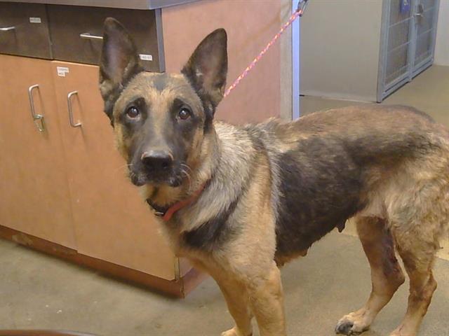 Shelter Stray Female Dog last seen BAY HILL WAY/FOXFIRE DR, 95662, 3839 Bradshaw Rd, Sacramento, CA 95827, USA