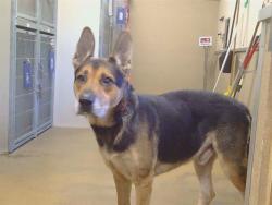 Shelter Stray Male Dog last seen BAY HILL WAY/FOXFIRE DR, 95662, 3839 Bradshaw Rd, Sacramento, CA 95827, USA