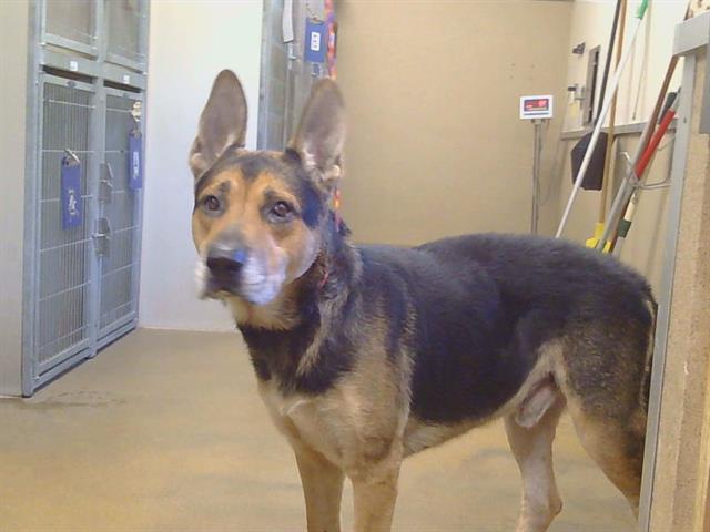 Shelter Stray Male Dog last seen BAY HILL WAY/FOXFIRE DR, 95662, 3839 Bradshaw Rd, Sacramento, CA 95827, USA