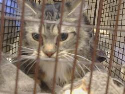 Shelter Stray Female Cat last seen MARIPOSA AVE/BURICH AVE, 95610, 3839 Bradshaw Rd, Sacramento, CA 95827, USA