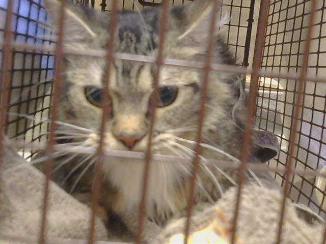 Shelter Stray Female Cat last seen MARIPOSA AVE/BURICH AVE, 95610, 3839 Bradshaw Rd, Sacramento, CA 95827, USA