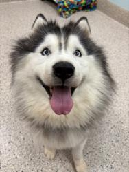 Shelter Stray Male Dog last seen Near BLOCK W. BROMLEY LN. (WALMART), 12155 Park Blvd, Brighton, CO 80601, USA