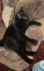 Reunited Male Cat last seen Big Creek Dr, Wesley Chapel, Wesley Chapel, FL 33544