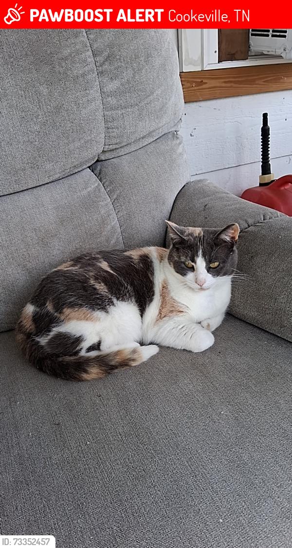 Lost Female Cat last seen Buck's Septic Tank, Cookeville, TN 38505