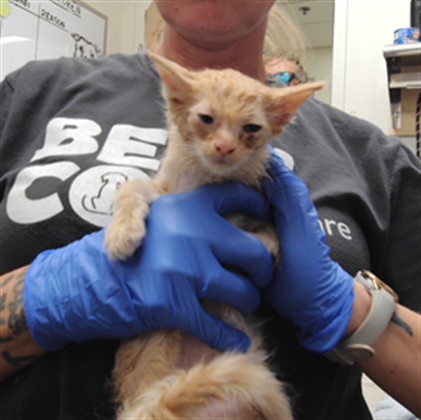 Shelter Stray Female Cat last seen Near BLOCK JERRYS PL SW, 3001 2nd St SW, Albuquerque, NM 87105, USA