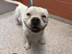 Shelter Stray Male Dog last seen Near BLOCK E KIRKWOOD DR, PUEBLO CO 81007, 4600 Eagleridge Pl, Pueblo, CO 81008, USA