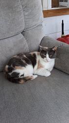 Lost Female Cat last seen Buck's Septic Tank, Cookeville, TN 38505