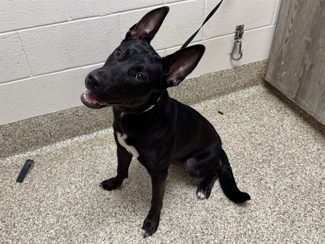 Shelter Stray Female Dog last seen Near BLOCK N WALNUT ST, COLORADO SPRINGS CO 80905, 610 Abbot Ln, Colorado Springs, CO 80905, USA