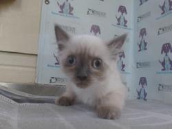 Shelter Stray Male Cat last seen , 2769 Conroy Rd, Orlando, FL 32839, USA