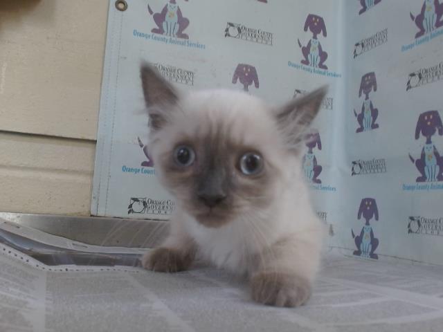 Shelter Stray Male Cat last seen , 2769 Conroy Rd, Orlando, FL 32839, USA