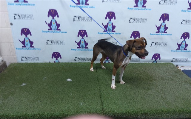 Shelter Stray Female Dog last seen , 2769 Conroy Rd, Orlando, FL 32839, USA