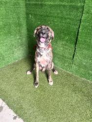 Shelter Stray Male Dog last seen , 5210 W Ave I, Lancaster, CA 93536, USA
