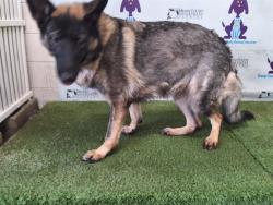 Shelter Stray Female Dog last seen , 2769 Conroy Rd, Orlando, FL 32839, USA