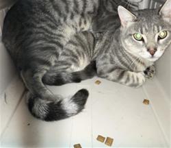 Shelter Stray Male Cat last seen Near BLOCK S MINNEAPOLIS AVE, WICHITA KS 67216, 3303 N Hillside St, Wichita, KS 67219, USA