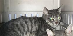 Shelter Stray Female Cat last seen Near BLOCK S MINNEAPOLIS AVE, WICHITA KS 67216, 3303 N Hillside St, Wichita, KS 67219, USA