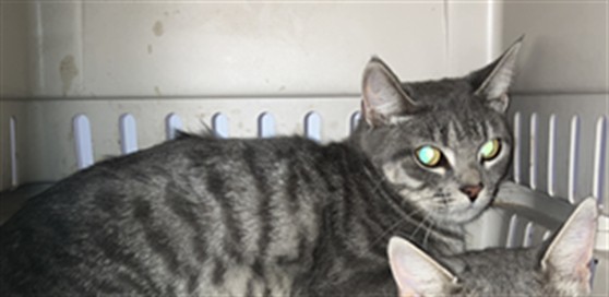 Shelter Stray Female Cat last seen Near BLOCK S MINNEAPOLIS AVE, WICHITA KS 67216, 3303 N Hillside St, Wichita, KS 67219, USA