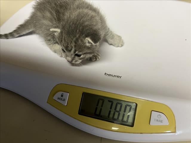 Shelter Stray Unknown Cat last seen Near BLOCK S MINNEAPOLIS AVE, WICHITA KS 67216, 3303 N Hillside St, Wichita, KS 67219, USA