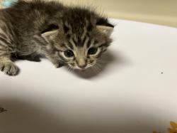 Shelter Stray Unknown Cat last seen Near BLOCK S MINNEAPOLIS AVE, WICHITA KS 67216, 3303 N Hillside St, Wichita, KS 67219, USA