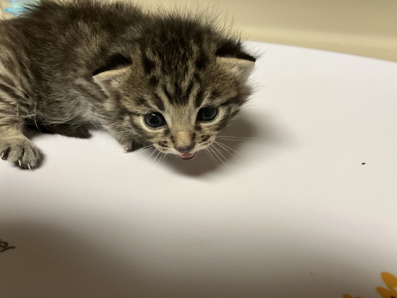 Shelter Stray Unknown Cat last seen Near BLOCK S MINNEAPOLIS AVE, WICHITA KS 67216, 3303 N Hillside St, Wichita, KS 67219, USA