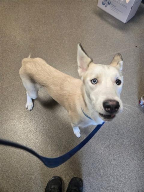Shelter Stray Female Dog last seen Near BLOCK S WATER ST, WICHITA KS 67213, 3303 N Hillside St, Wichita, KS 67219, USA